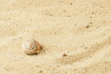 Shells and stones on the sand with a free place.