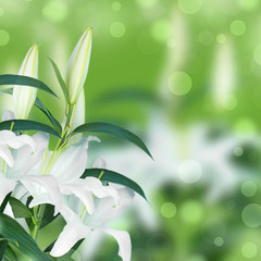 Fototapeta na wymiar Natural bouquet of lilies on green blurred background.