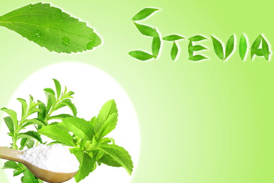 fresh green Stevia rebaudiana and extract powder in wooden spoon