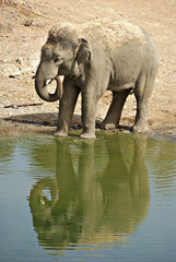 Elefante asiatico bebiendo agua de una charca