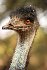 Retrato de un Emu de Australia
