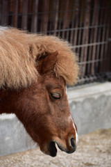Fototapeta premium 口を開けたポニーの横顔
