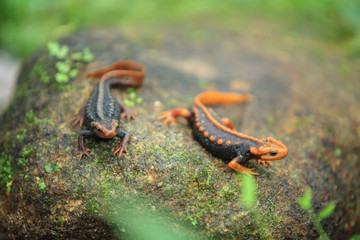 Couple crocodile salamander perched on the creek rock.