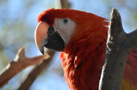 perfil de guacamaya