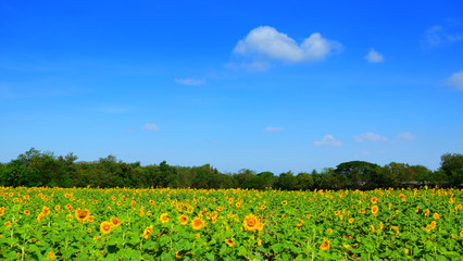 Sunflower feild for harvest seed on winter season on thailand