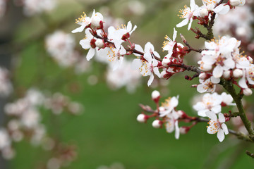 Flowers of Prunus cerasifera