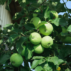 apple tree branch with green apple fruits