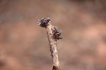 The flower spike of the Xanthorrhoea after flowering and the seed pods have dispersed their seeds.