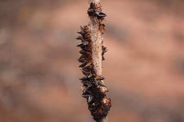 The flower spike of the Xanthorrhoea after flowering and the seed pods have dispersed their seeds.