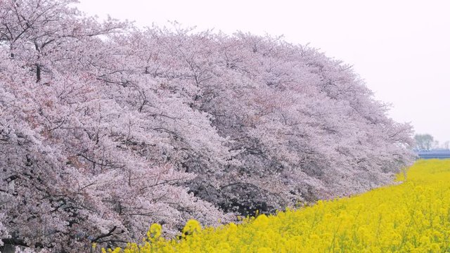 桜・菜の花