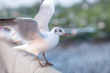 Seagulls are about to fly, background, flocks of seagulls flying.at Bangpoo, Thailand.