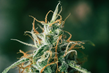 medicinal marijuana cbd thc. bud cannabis, Concepts of legalizing herbs weed, Macro shot with sugar...