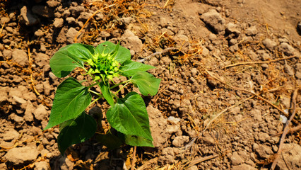 Sunflower feild for harvest seed on winter season on thailand