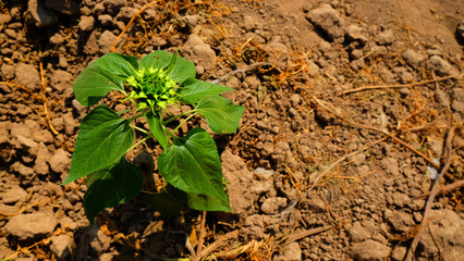 Sunflower feild for harvest seed on winter season on thailand