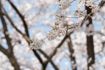 桜
