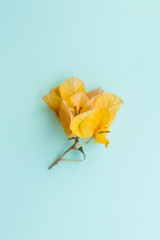 Creative poster postcard, orange Bougainvillea flower on colored background