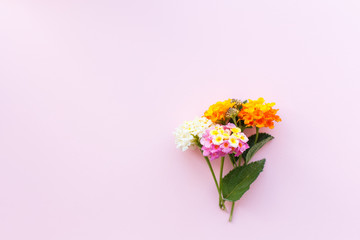 Naklejka na ściany i meble Creative greeting card, a flower of Lantana on the Colored pink background, copy space