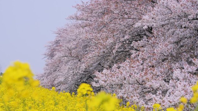 桜・菜の花
