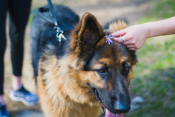 King Shepard Playing with a pink flower