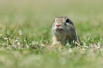 Naklejka na ściany i meble European ground squirrel coming out of the hole