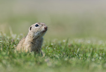 Naklejka na ściany i meble European ground squirrel standing in the grass (Spermophilus citellus)
