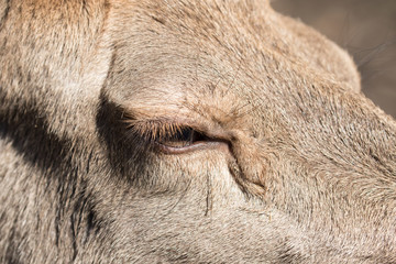 Auge einer Hirschkuh vom Rotwild mit langen Wimpern in der Nahaufnahme