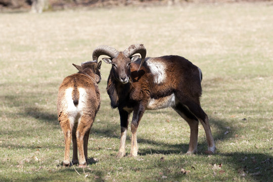 Junger Muffelwidder und Muffelschaf auf einer kurzen Wiese