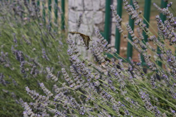 Yellow swallowtail butterfly sampling purple summer wildflowers in a garden