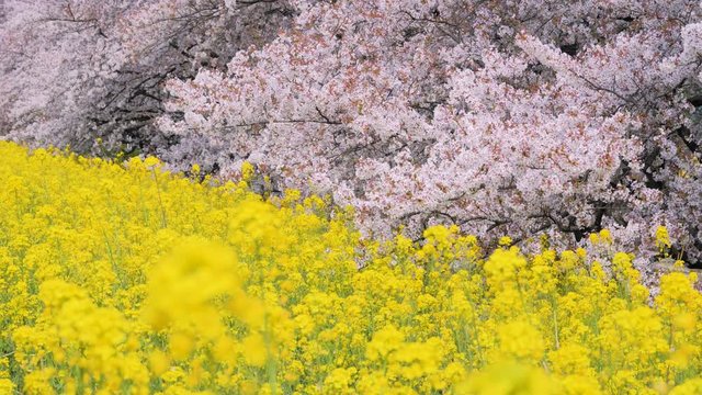 桜・菜の花