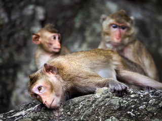 The family of monkeys on the rocks in the atmosphere of nature.
