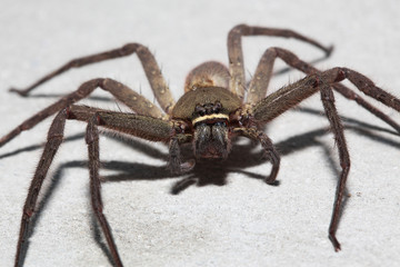Spider wolf on the wall in home at thailand