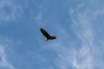 bald eagle flying under the blue sky