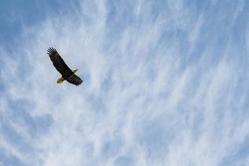 bald eagle flying over head under the cloudy blue sky