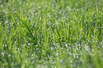Dew drops on the green grass in the atmosphere of natural beauty.