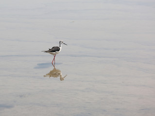 Black-winged stilt on the water