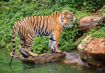 Fototapeten Sumatran tiger standing in the natural atmosphere of the zoo. © MrPreecha