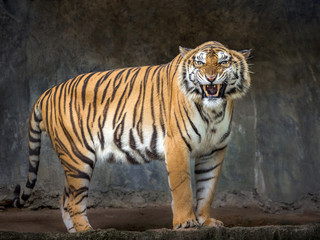 Fototapeta na wymiar Sumatran tigers are roaring in the natural atmosphere of the zoo.