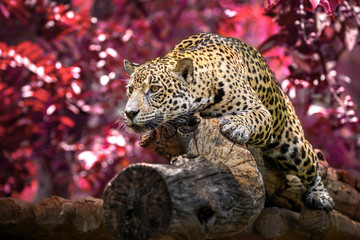 Jaguar sunbathing lie on the woods in the natural atmosphere of the forest.