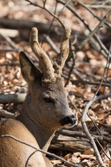 Rehbock mit Bastgehörn im Portrait