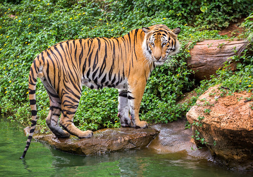 Sumatran tiger standing in the natural atmosphere of the zoo.