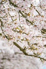 pink cherry blossom background