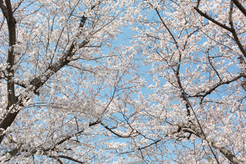 満開の桜と青空