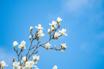 white Magnolia flower with blue sky background