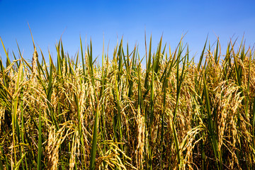 Rice and grain ready to be harvested.
