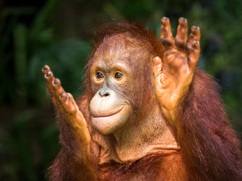 Young orangutan clapping delight in the natural environment of the zoo.
