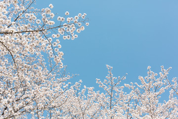 満開の桜と青空