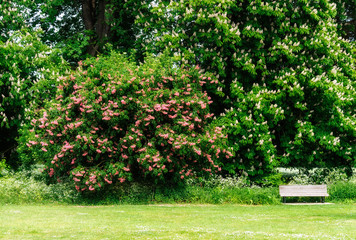 Bench and full bloom trees in the park 