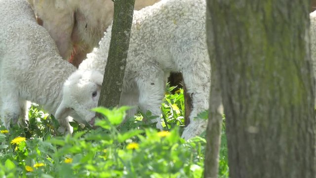 Two lambs grazing 