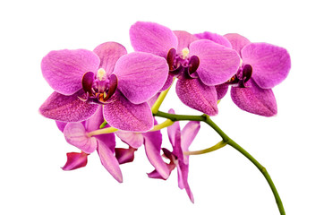 Blooming beautiful purple orchid is isolated on white background.