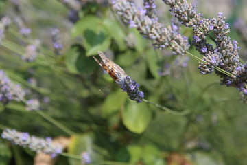 Yellow swallowtail butterfly sampling purple summer wildflowers in a garden